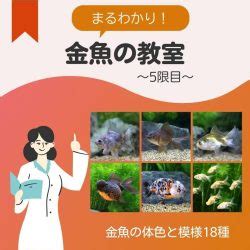 金魚金色|まるわかり！金魚の体色と模様18種＜金魚の教室5限目＞